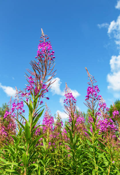istock Purple Alpine fireweed in summer day 1175899511