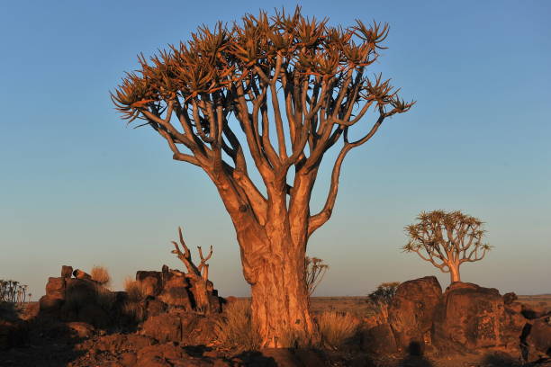 aloe tree in the namibian kalahari desert. - landscape panoramic kalahari desert namibia imagens e fotografias de stock
