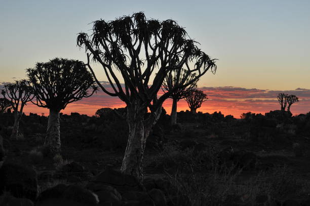 aloe tree in the namibian kalahari desert. - landscape panoramic kalahari desert namibia imagens e fotografias de stock