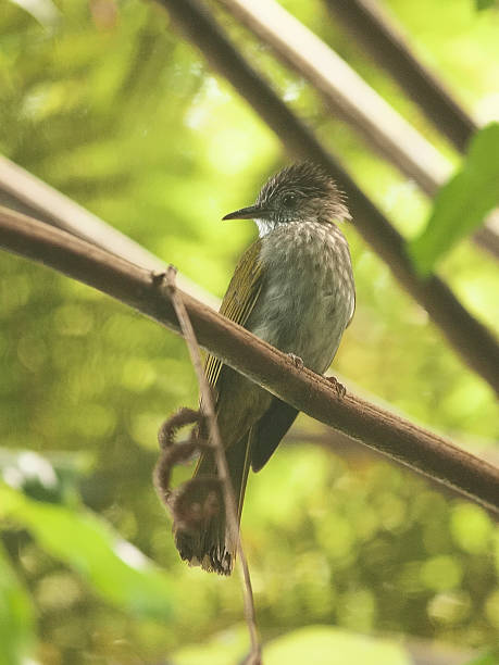 istock A Mountain Bulbul (Ixos mcclellandii) perches on a palm stem 1175900456