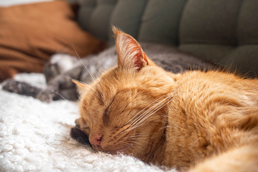 A ginger and a gray cat is sleeping on a sofa close together.