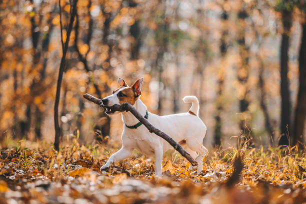 istock Jack Russell Parson Terrier Running Toward The Camera 1175901280