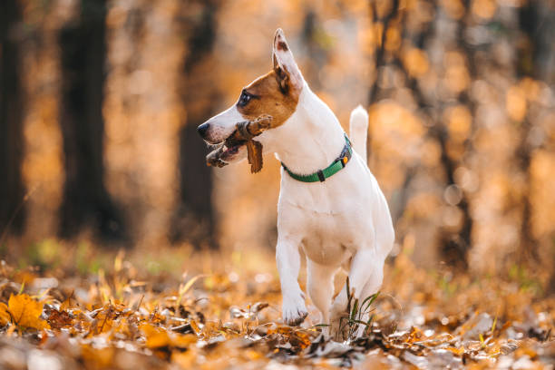 istock Jack Russell Parson Terrier Running Toward The Camera 1175901376