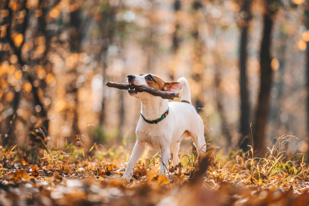 istock Jack Russell Parson Terrier Running Toward The Camera 1175901378
