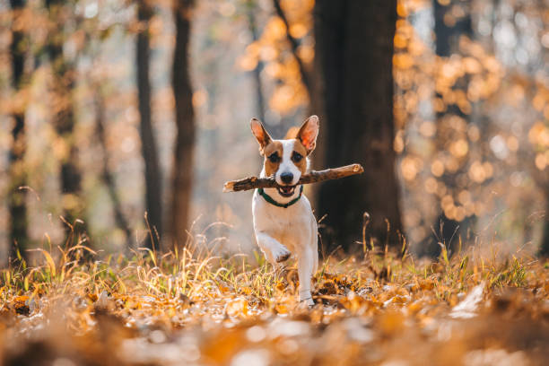 jack russell parson terrier läuft auf die kamera zu - young animal nature outdoors branch stock-fotos und bilder