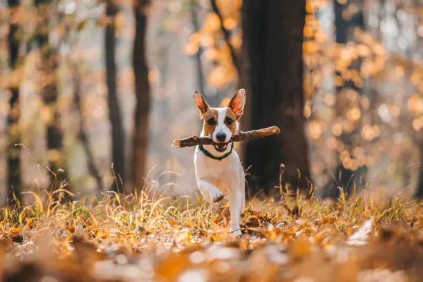 Jack Russell Parson Terrier Running Toward The Camera  with wood in his mouth