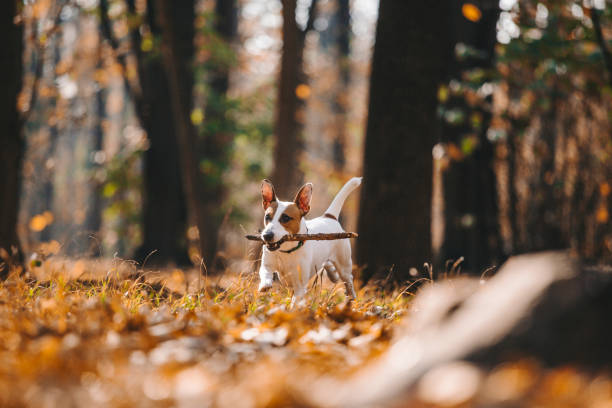 istock Jack Russell Parson Terrier Running Toward The Camera 1175901599