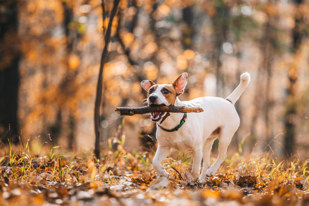 istock Jack Russell Parson Terrier Running Toward The Camera 1175902553