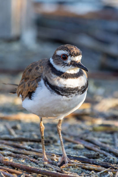istock A killdeer (Charadrius vociferus) standing on the ground searching for food in Canada. (portrait view) 1175902689