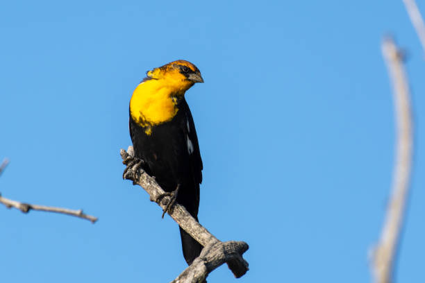 istock A male yellow-headed blackbird (Xanthocephalus xanthocephalus) is a medium-sized blackbird perched on a branch with blue sky background in Kelowna, Canada. 1175902889