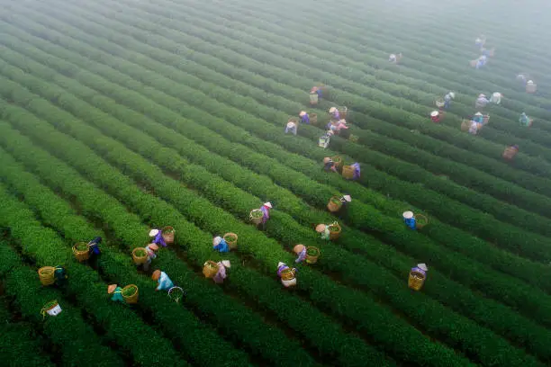 Photo of Harvesting OoLong tea