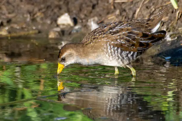 The secretive sora  bird (Porzana carolina) is a small waterbird of the family Rallidae bird escaping from the marsh reeds and drinks from a pond in the sunshine showing off its yellow beak and legs.