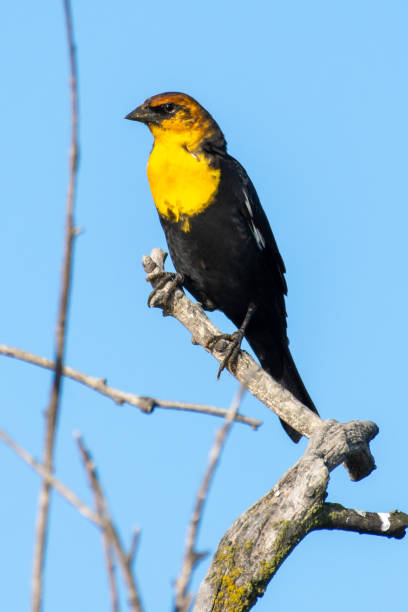 istock A male yellow-headed blackbird (Xanthocephalus xanthocephalus) is a medium-sized blackbird perched on a branch with blue sky background in Kelowna, Canada. 1175903000