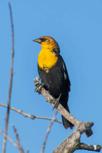 istock A male yellow-headed blackbird (Xanthocephalus xanthocephalus) is a medium-sized blackbird perched on a branch with blue sky background in Kelowna, Canada. 1175903016