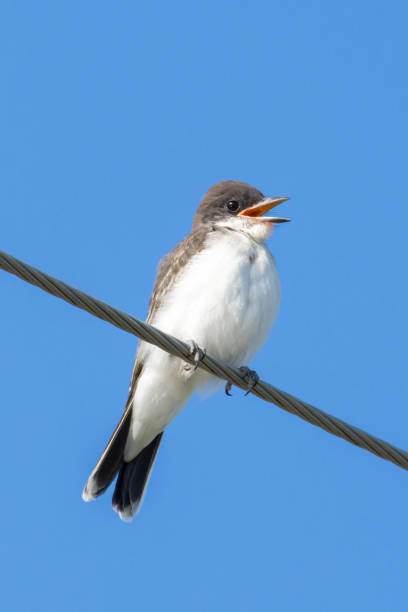 istock The eastern kingbird (Tyrannus tyrannus) is a large tyrant flycatcher native to North America singing loudly while perched on a wire with a blue sky background. 1175903084