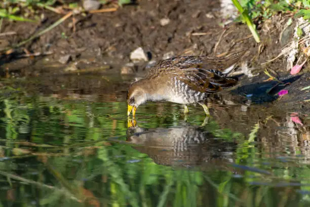 The secretive sora  bird (Porzana carolina) is a small waterbird of the family Rallidae bird escaping from the marsh reeds and drinks from a pond in the sunshine showing off its yellow beak and legs.