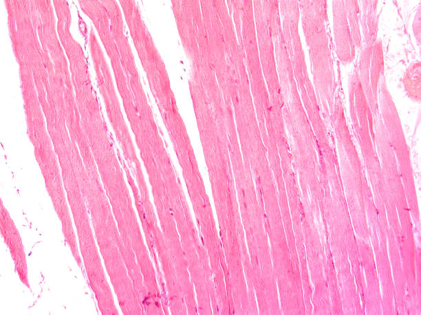 istock histology of human tissue 1175905530