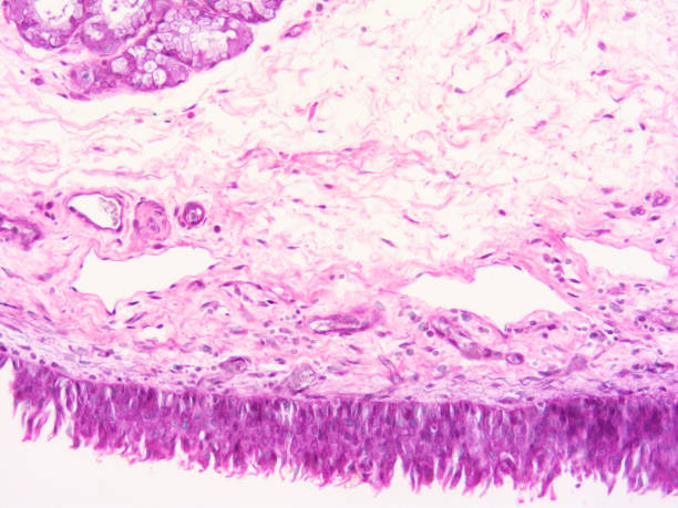 istock histology of human tissue 1175905655