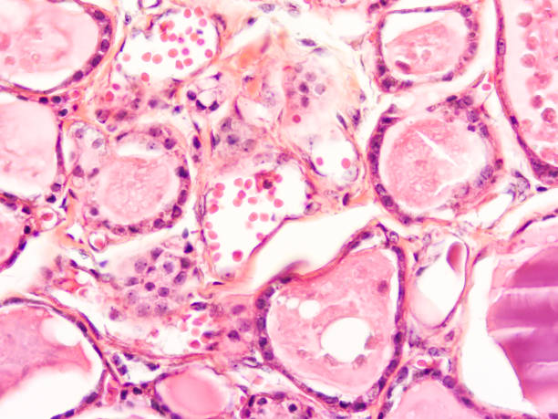 istock histology of human tissue 1175905717