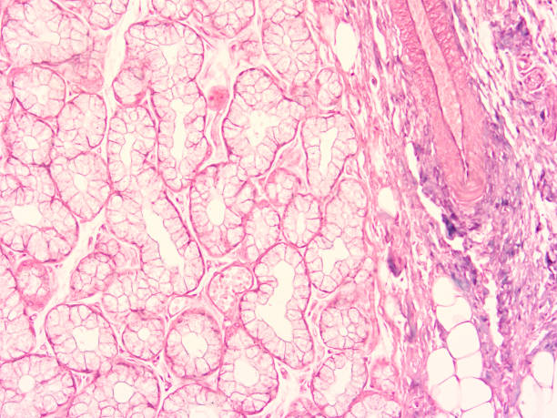 istock histology of human tissue 1175905790