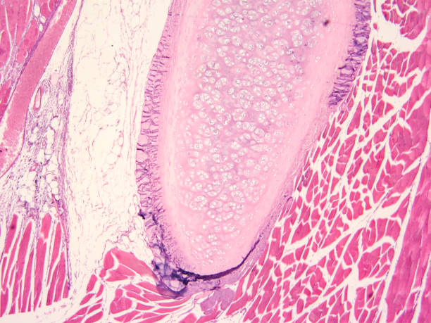 istock histology of human tissue 1175905893
