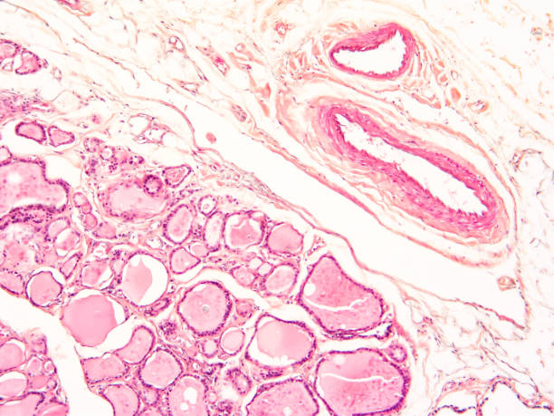 Intact Hymen Photos, Download The BEST Free Intact Hymen Stock Photos ...
