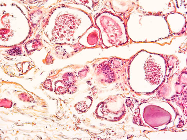 istock histology of human tissue 1175905983