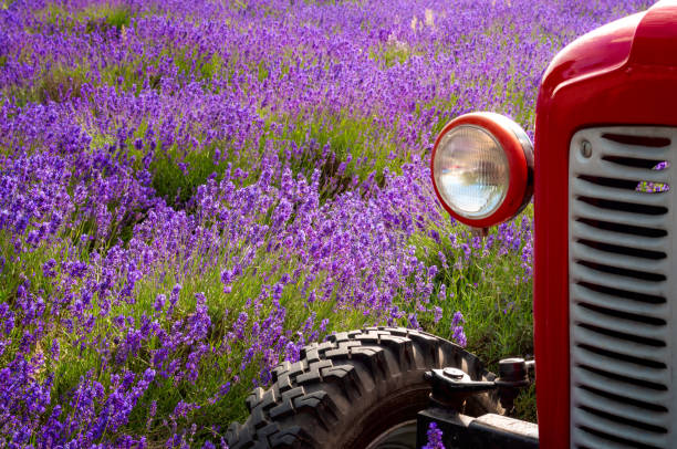 tema concetto di raccolta estiva e agricoltura di campagna con primo posto sul faro del vecchio trattore vintage rosso in un colorato campo di lavanda viola con copyspace - agricultural machinery retro revival summer farm foto e immagini stock