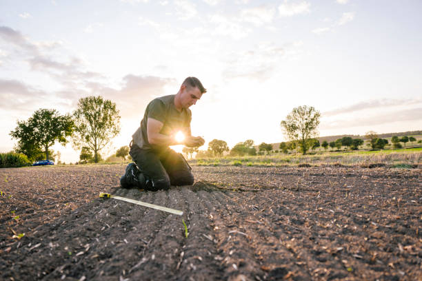 To calculate weeds, a farmer kneels in a rape field and measures with a folding ruler