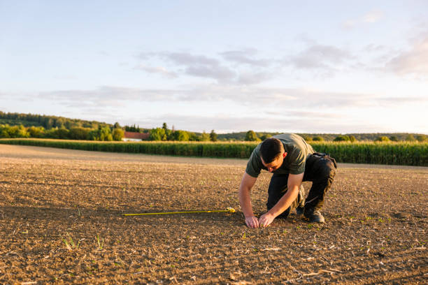 istock To calculate weeds, a farmer kneels in a rape field and measures with a folding ruler 1175908193