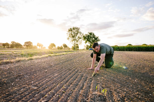 istock To calculate weeds, a farmer kneels in a rape field and measures with a folding ruler 1175908194
