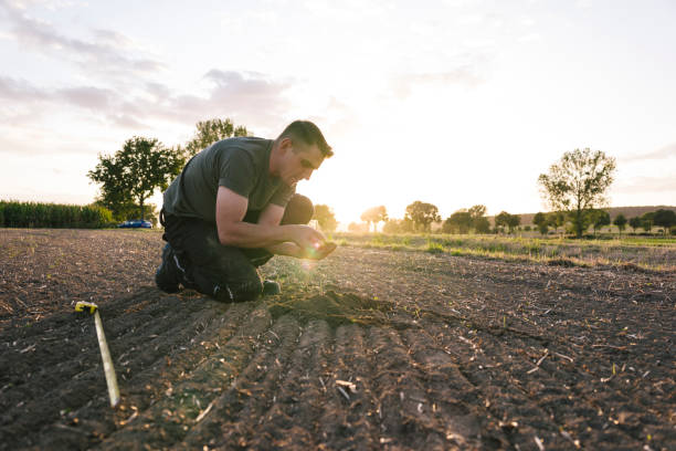 istock To calculate weeds, a farmer kneels in a rape field and measures with a folding ruler 1175908221
