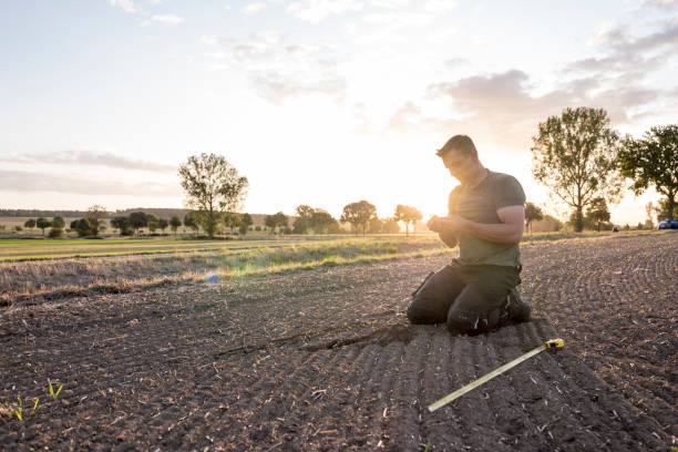 istock To calculate weeds, a farmer kneels in a rape field and measures with a folding ruler 1175908249