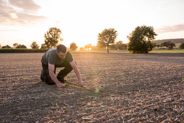 istock To calculate weeds, a farmer kneels in a rape field and measures with a folding ruler 1175908304