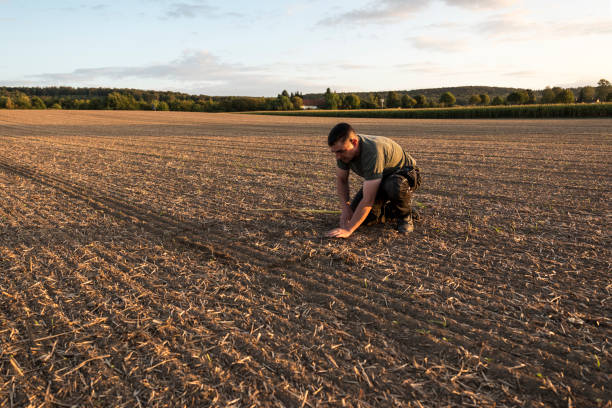 istock To calculate weeds, a farmer kneels in a rape field and measures with a folding ruler 1175908339