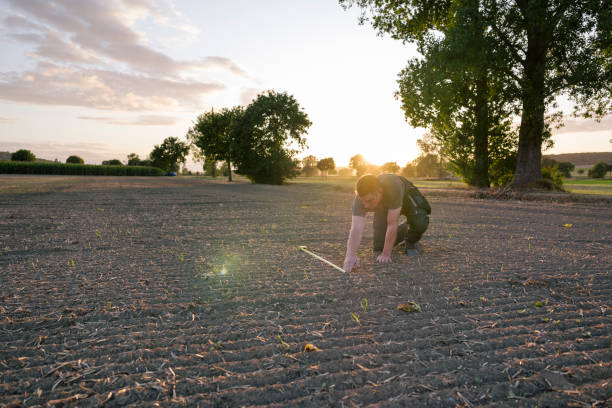 istock To calculate weeds, a farmer kneels in a rape field and measures with a folding ruler 1175908349