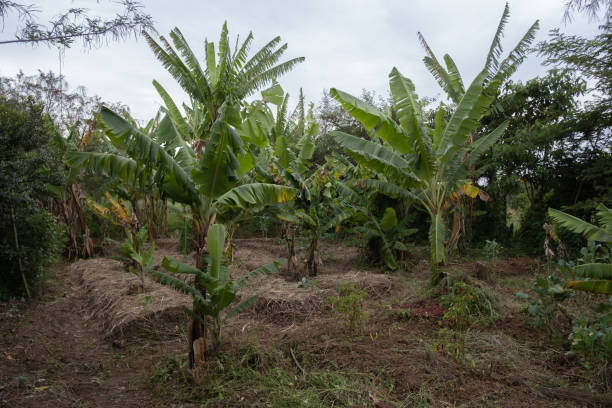 istock A banana plantation 1175910069