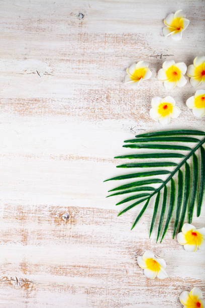 istock Still life with plumeria and tropical leave 1175911367