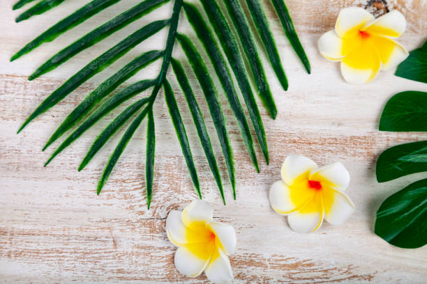istock Still life with plumeria and tropical leave 1175911546