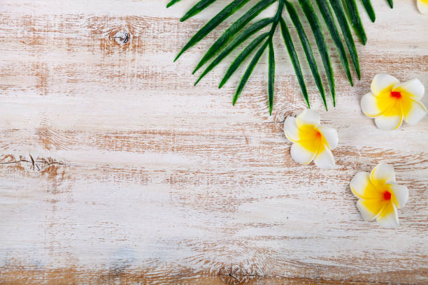 istock Still life with plumeria and tropical leave 1175911632