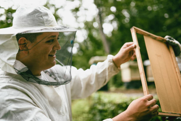 istock Bee Keeper Cleaning The Hives With Care 1175912163