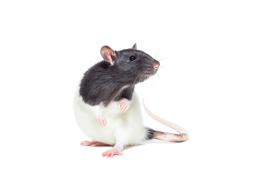 rat close-up isolated on white background, rat on new year and Christmas