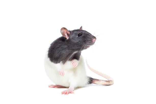 Rat on white background rat close-up isolated on white background, rat on new year and Christmas rat photos stock pictures, royalty-free photos & images
