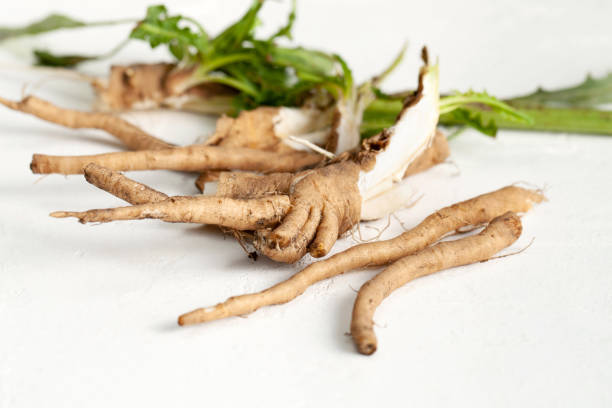 raíz de achicoria bruta (cichorium intybus) con hojas sobre un fondo blanco. - radicchio fotografías e imágenes de stock