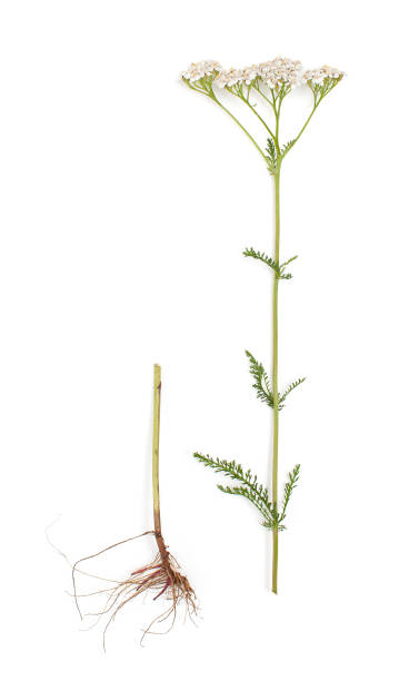 istock Root and flowering medicinal plants yarrow isolated 1175913462