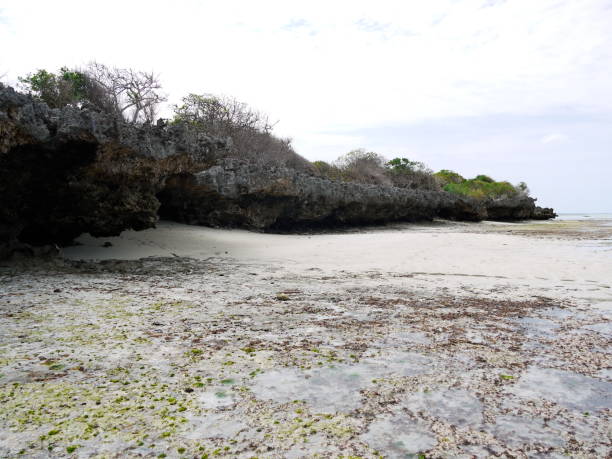 istock Coral reef II., Kendwa Beach, Zanzibar 1175913540