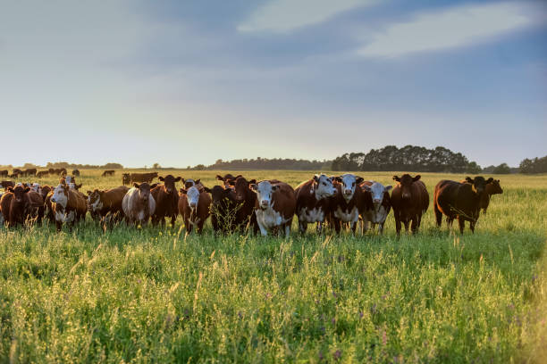 istock cows in the field 1175915124