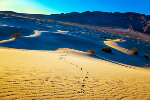 istock The chains of footprints in the sand dunes 1175916077