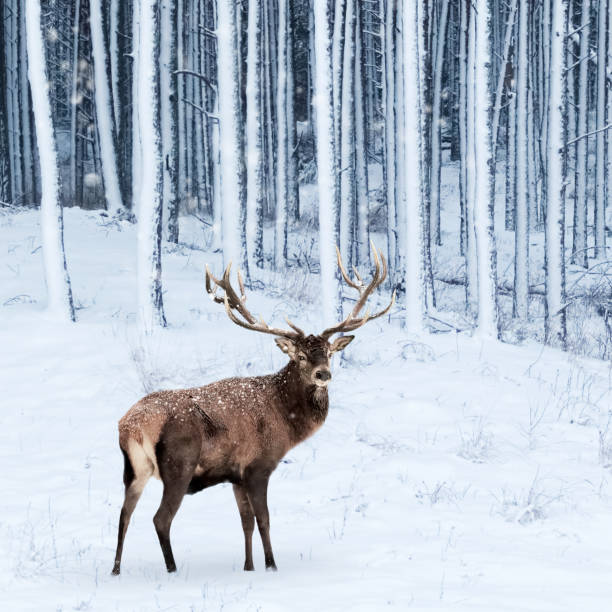 istock Noble deer male in winter snow forest. Square image. 1175916865