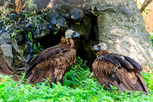 buitre cinereo (aegypius monachus), también conocido como el buitre negro, buitre monje, o buitre negro eurasiático - cinereous fotografías e imágenes de stock